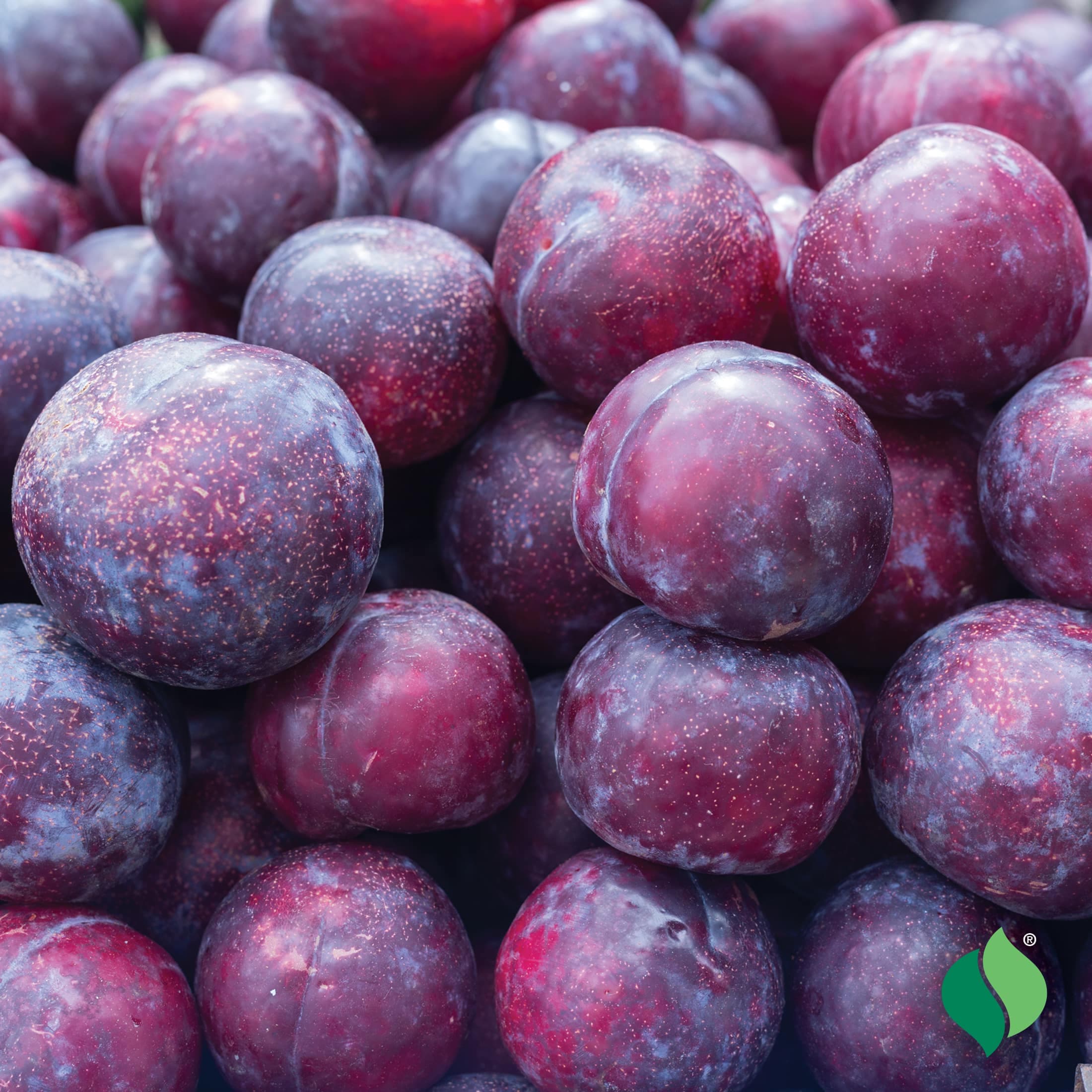 Plums (Alu Bukhara)