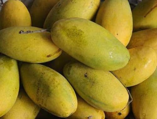 Dusehri Mango