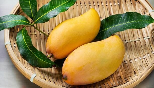 Sindhri Mango
