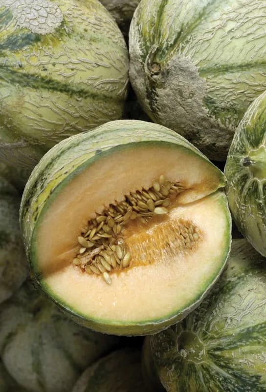 Muskmelon (Garma)